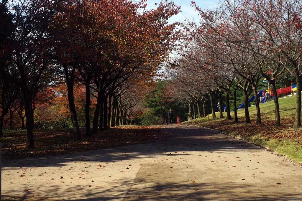 桜並木通りの紅葉