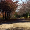 桜並木通りの紅葉