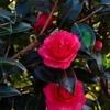山茶花
