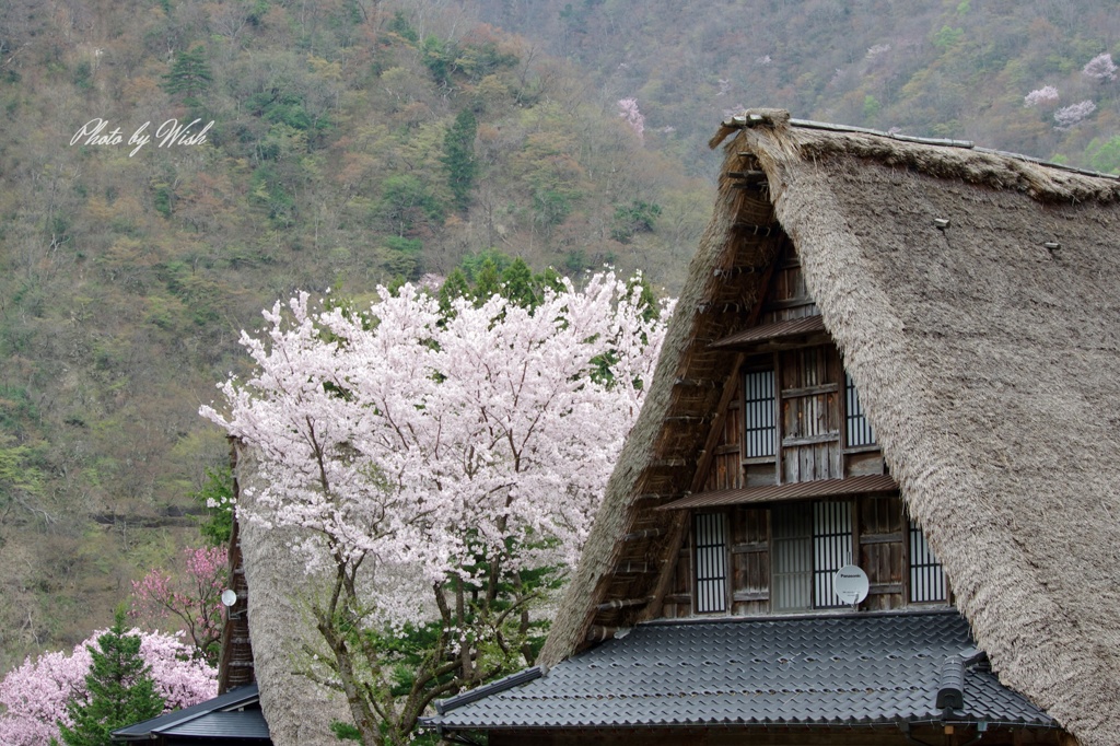 春の合掌集落