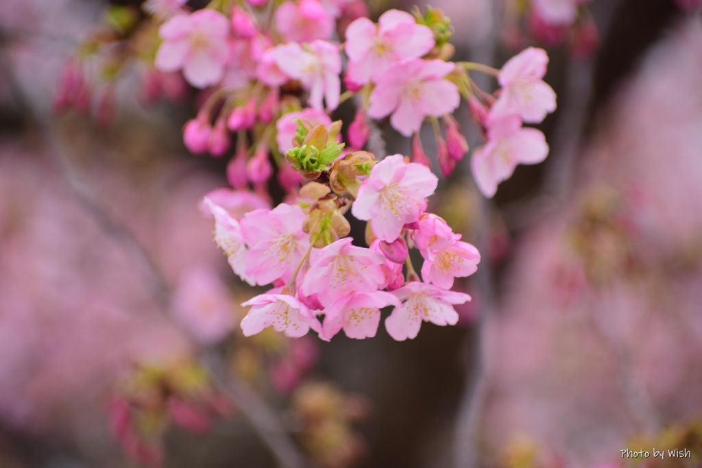 河津桜