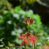 赤とんぼと彼岸花