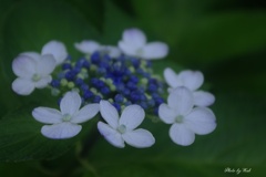 7月の紫陽花