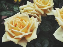 ５月の薔薇