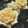 ５月の薔薇