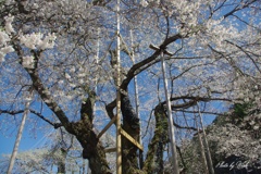 荘川桜