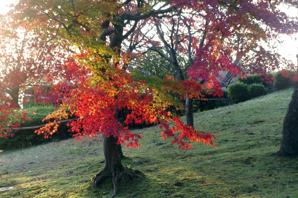 紅葉グラデーション