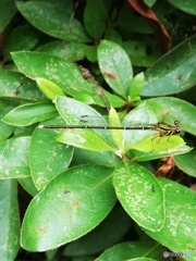 スマホでイトトンボ撮影