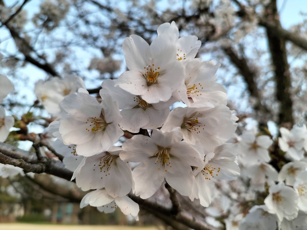 開花進む