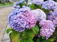 彩りグラデーション