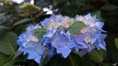 紫陽花