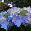 紫陽花