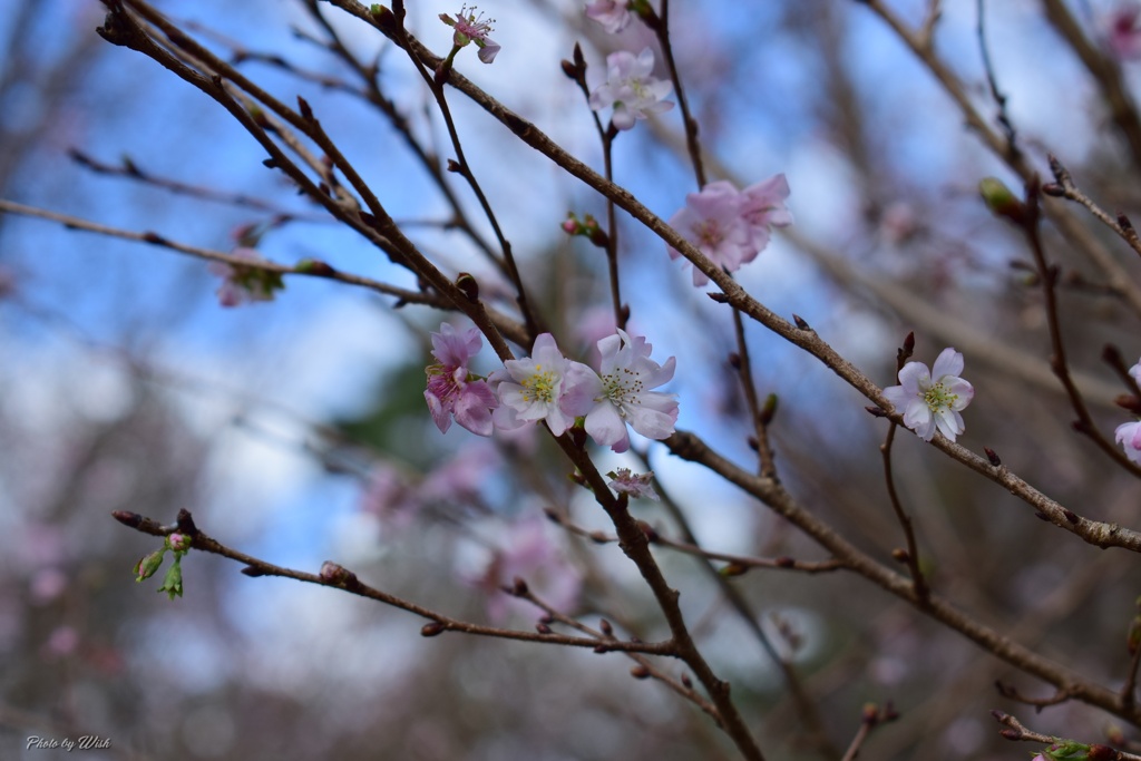 晩秋の桜
