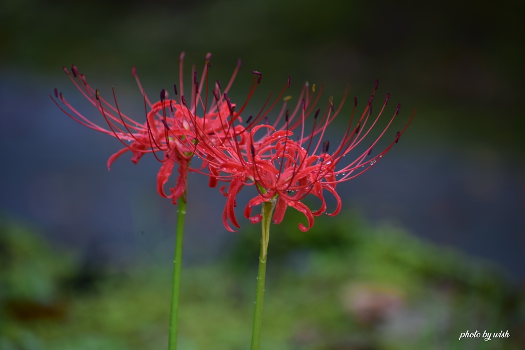 Blooming together