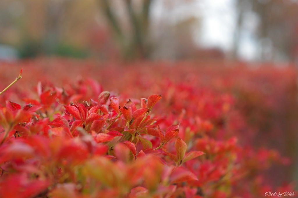 紅色絨毯