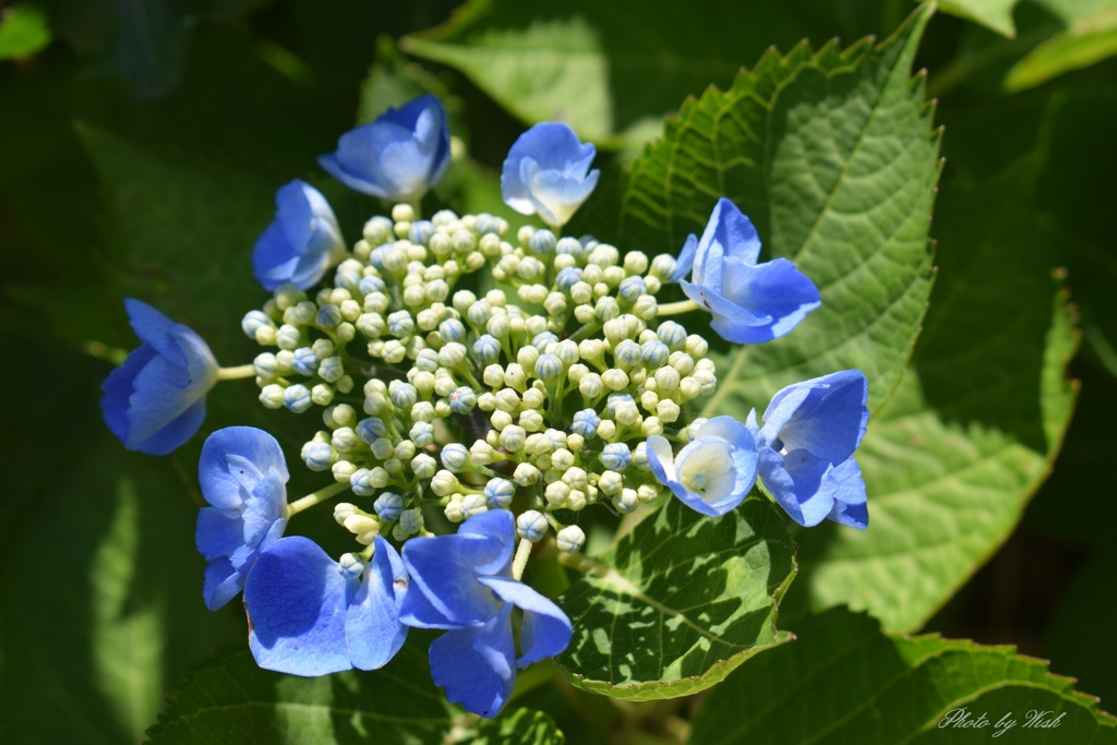 紫陽花の季節到来