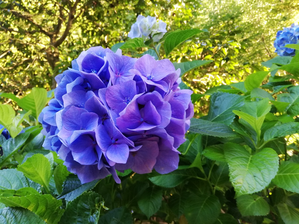 紫陽花グラデーション