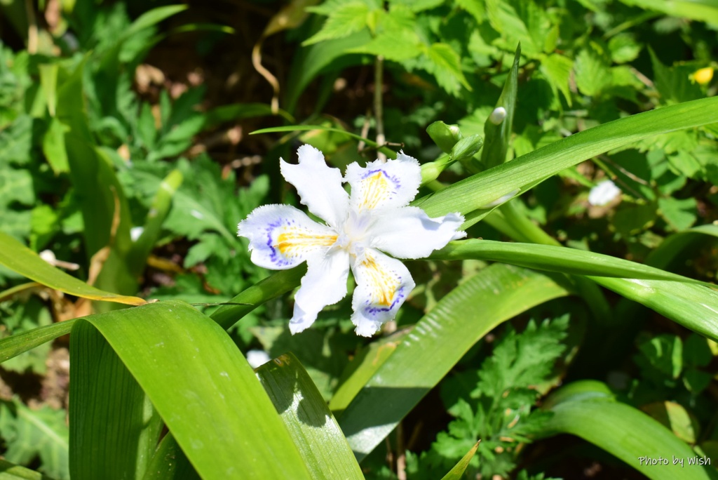 春の花便り