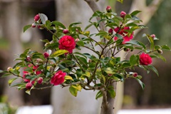 山茶花