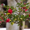 山茶花