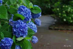 雨の紫陽花