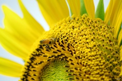 Bees and sunflowers