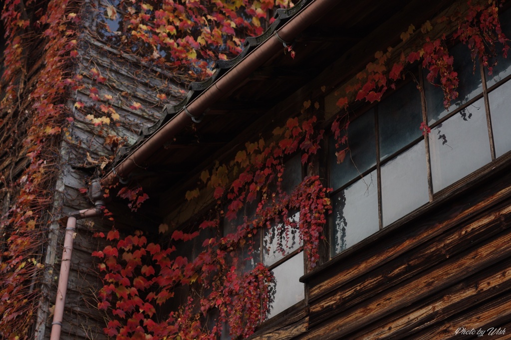 蔦の紅葉