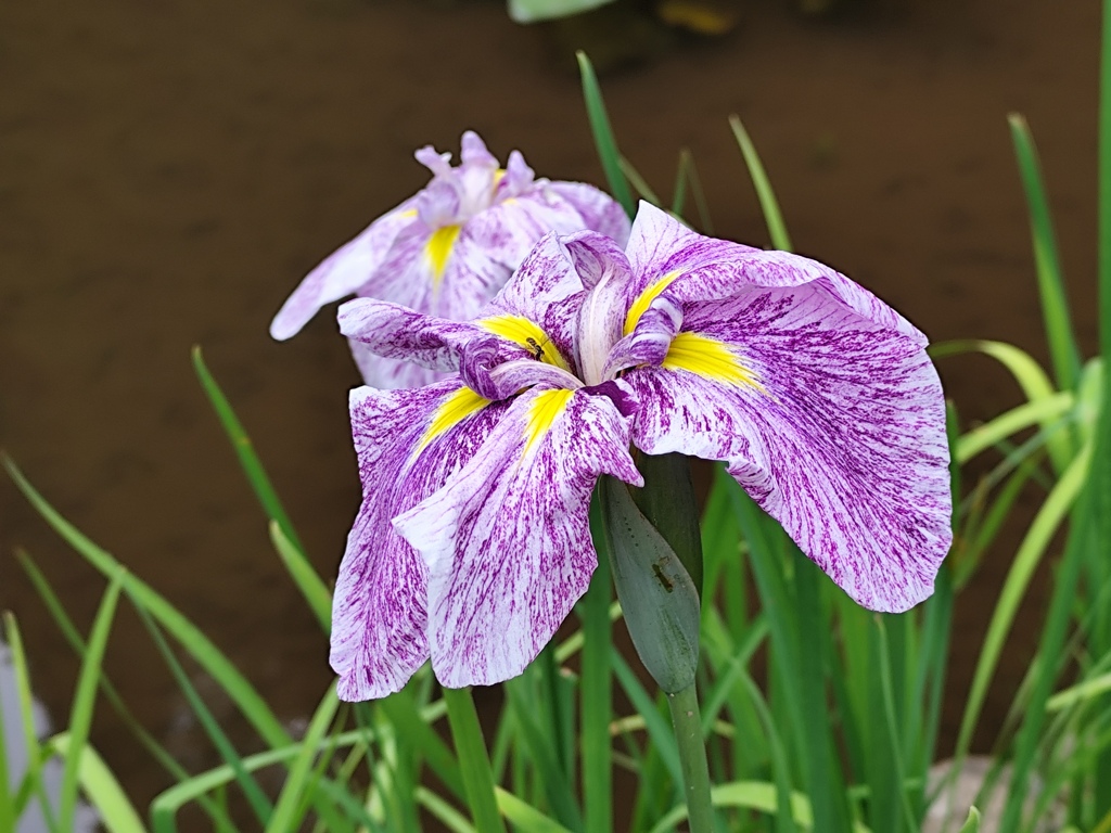 咲き始めた花菖蒲