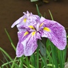 咲き始めた花菖蒲