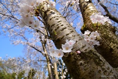 幹咲き