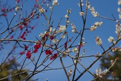 青空と紅白