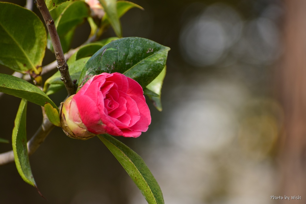 蕾から開花へ