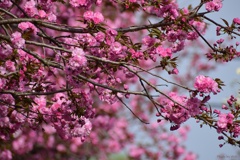 八重桜