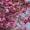 八重桜