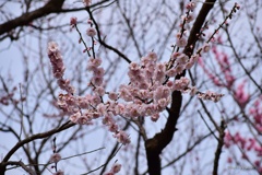 今も開花中