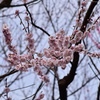 今も開花中