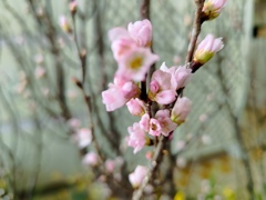 啓翁桜②