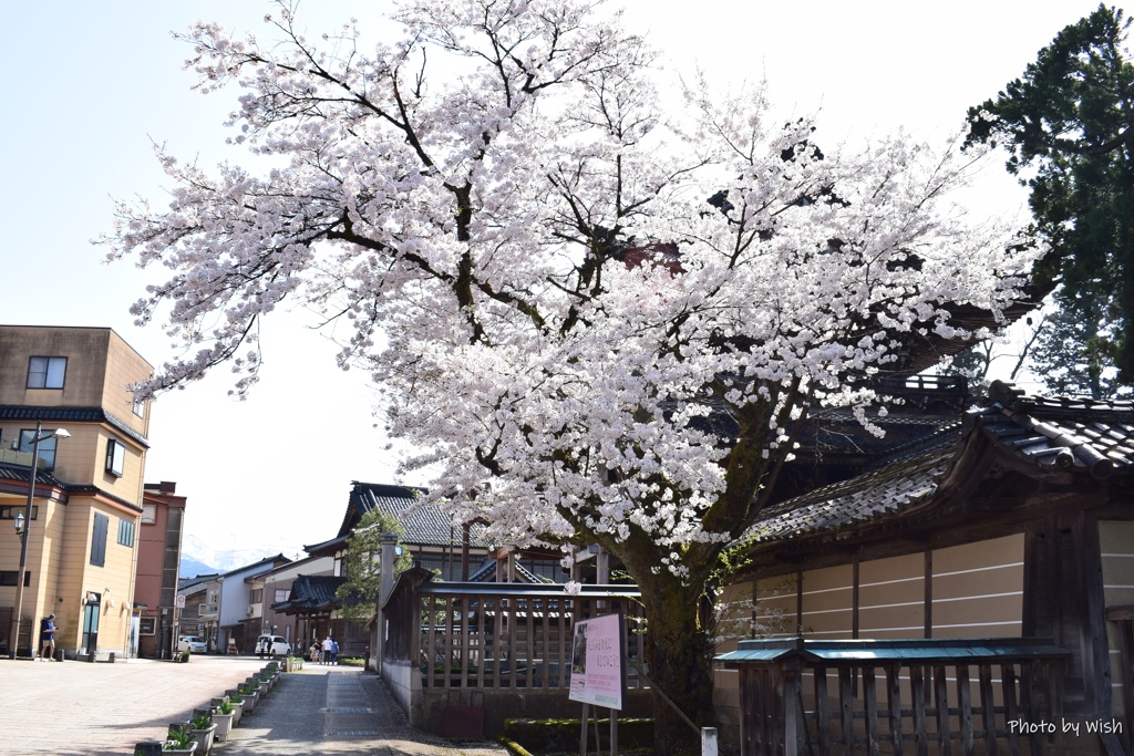 城端　桜名所