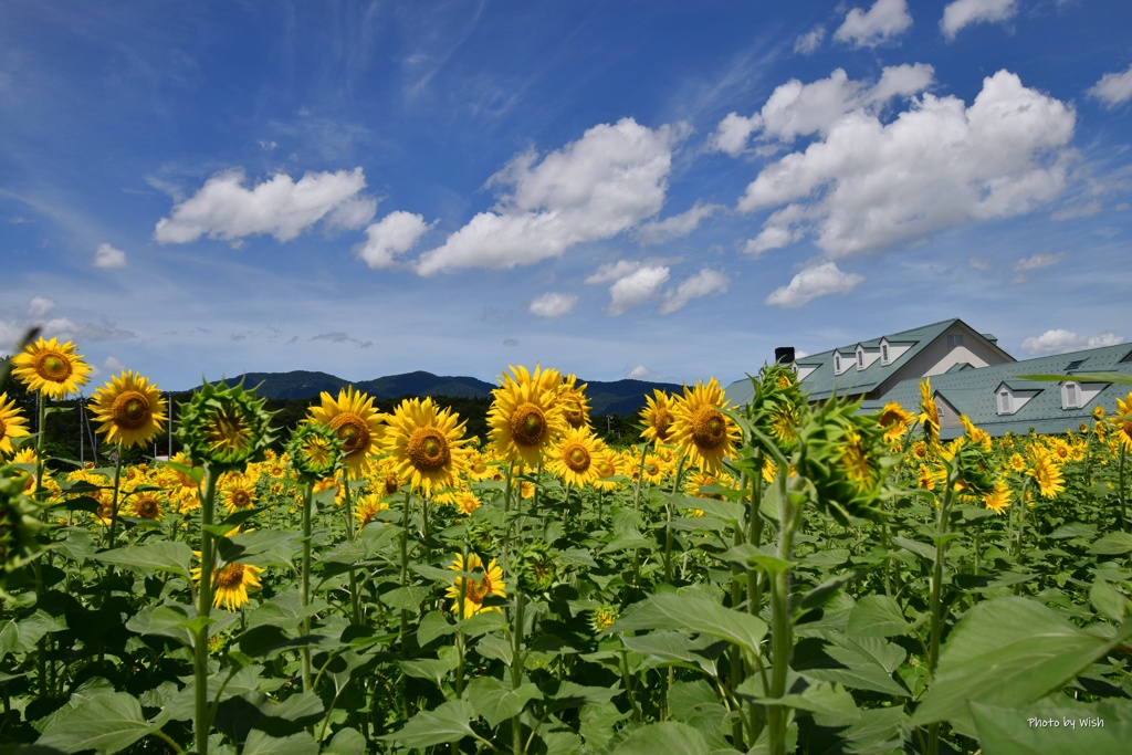 7月末のひまわり畑