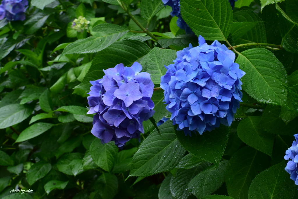 紫陽花の彩