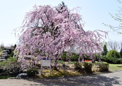 しだれ桜