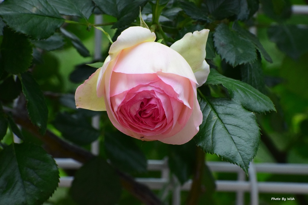 弦薔薇