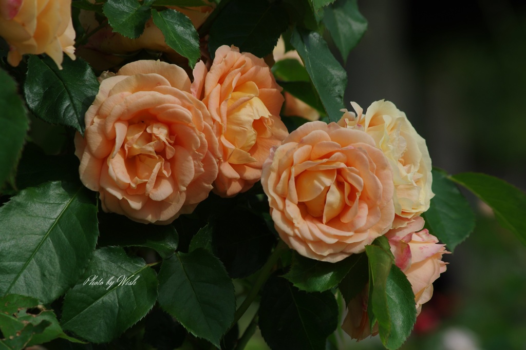 6月の薔薇
