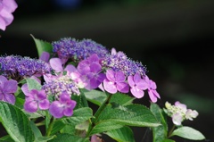 紫陽花