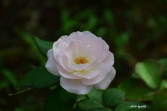 9月の薔薇