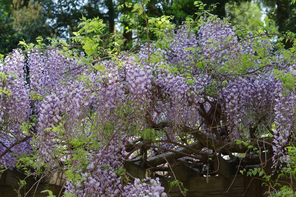 藤棚
