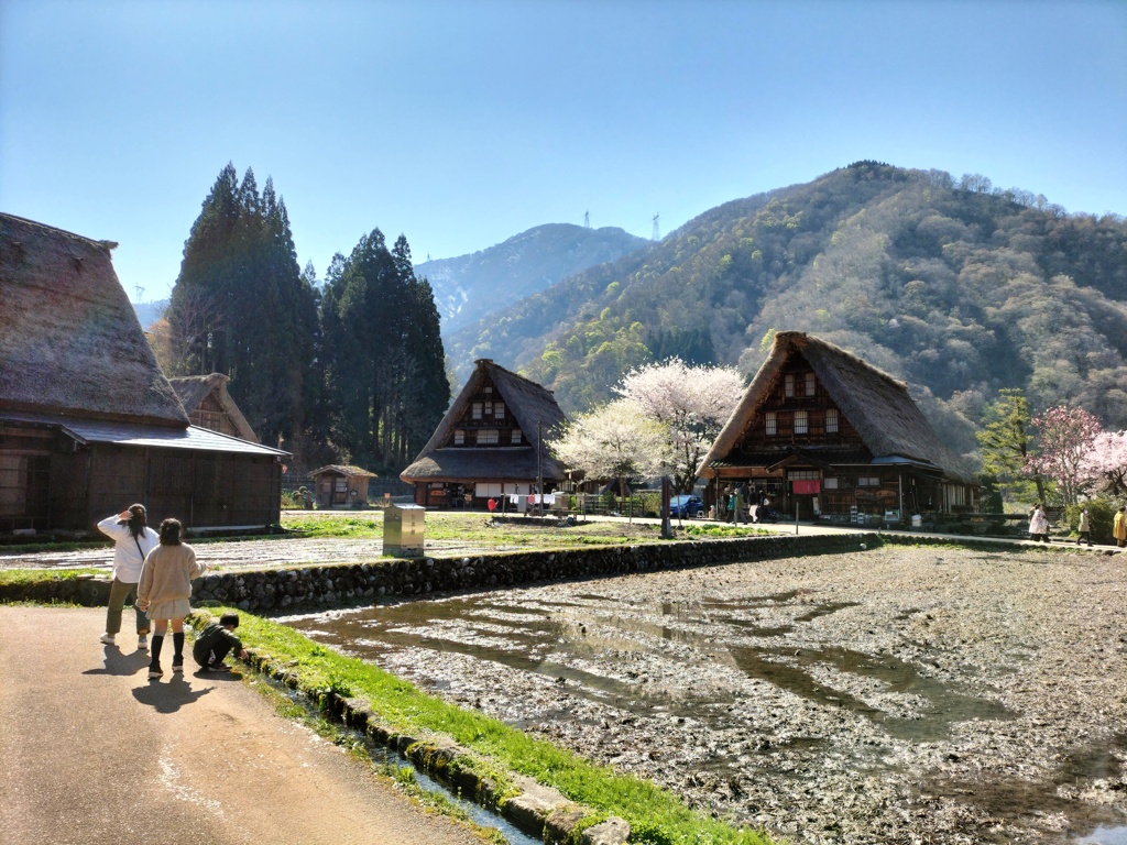 春の菅沼合掌集落