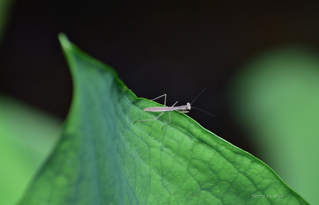 チビカマキリ