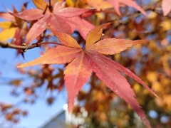 紅葉グラデーション