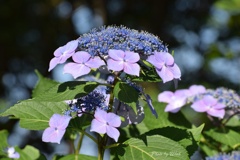 額紫陽花の彩